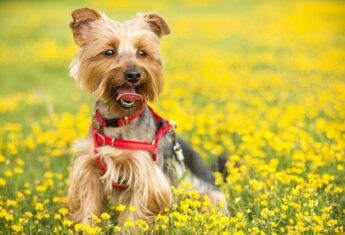 Terrior puppy in flower field