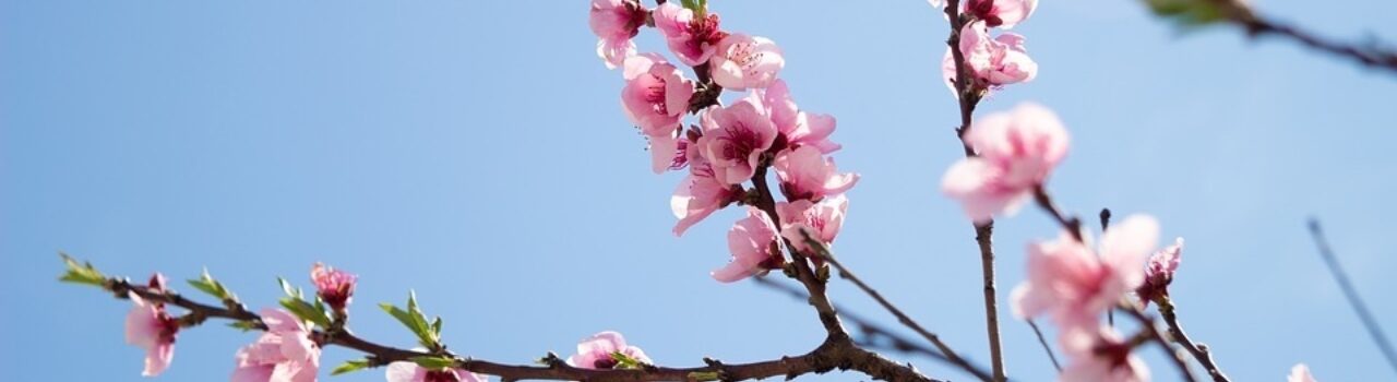Cherry Blossoms