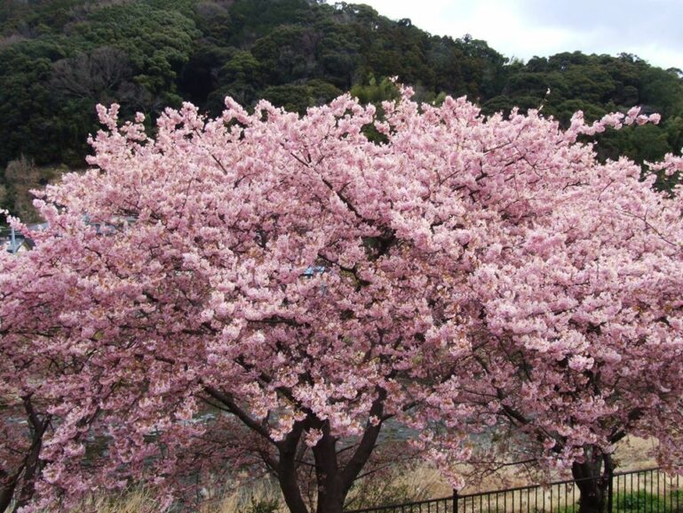 Shizuoka Sakura