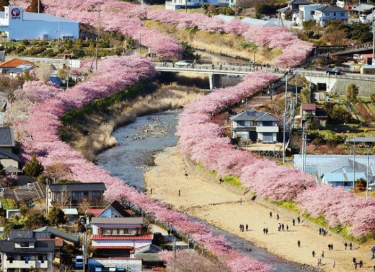 Sakura