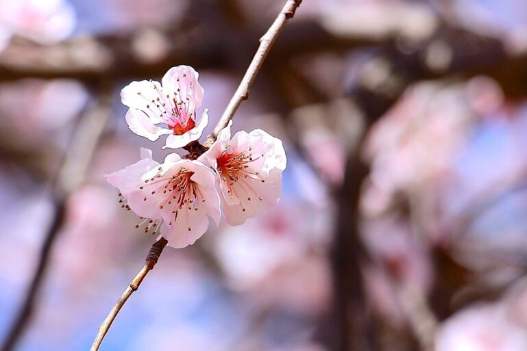 Cherry Blossom